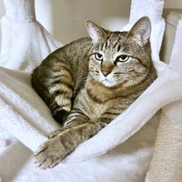 ハンモックでのんびりとくつろぐ楓ちゃん（画像提供：ねここさん）