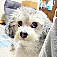 「何か食べてる？」 飼い主さんをじっと見つめるつんちゃん（画像提供：つんこむさん）