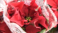 今年はお家でクリスマス♪ポインセチアが売れています
