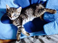 保護後、保護主さんが撮影した小さな正宗くん（画像提供：よしゅあさん）