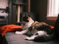 一人暮らしは楽しいけれど。誰かと暮らすことが億劫に思えてしまう