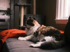 一人暮らしは楽しいけれど。誰かと暮らすことが億劫に思えてしまう