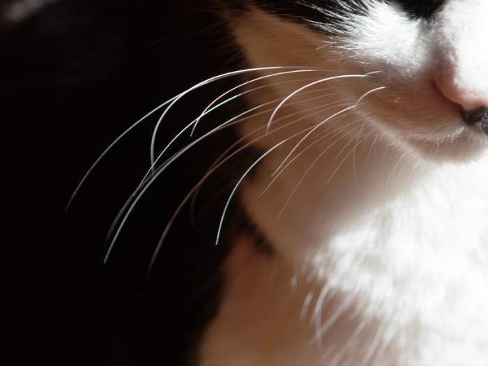 冬の日差しに輝く猫のヒゲ（小林写函撮影）
