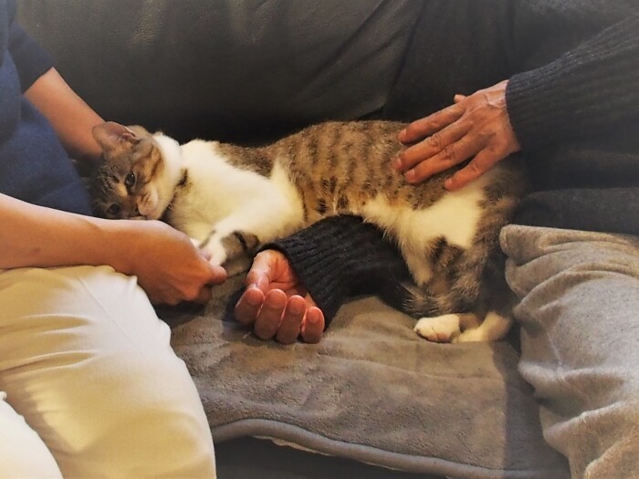 どの手をかもうかな