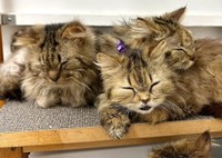 ようやくおだやかな日々がやってきた