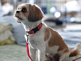 ペットと同行避難、備えあれば　環境省、飼い主向け指針公表