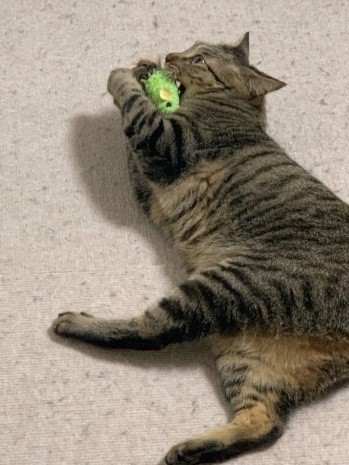 オモチャにかぶりつくゆず（石川さん提供）