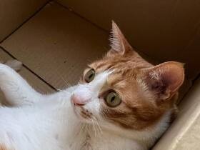 そろそろ古紙回収に出そうと思うと遊び出す　箱が好きな茶トラ猫「おあげ」