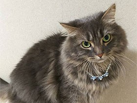 　かわいい顔でオヤツをおねだり　マンチカンの「アース」