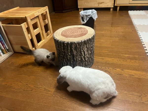 先住のうさぎさんと対面するステラちゃん（画像提供：葉山あかね 2y 双子さん）