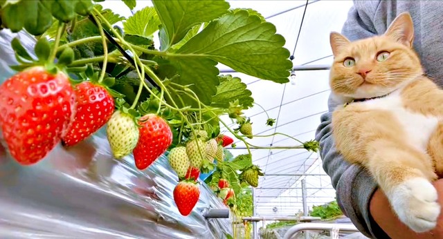 イチゴ農園でコタローくんとともに暮らしてきたチャミちゃん（画像提供：キジトラ・コタローのウキウキDAYS!!さん）