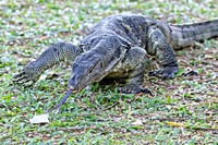 東南アジアから南アジアの熱帯域に生息する「ミズオオトカゲ」 ※画像はイメージです（dhayes:stock.adobe.com）