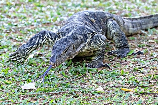 東南アジアから南アジアの熱帯域に生息する「ミズオオトカゲ」 ※画像はイメージです（dhayes:stock.adobe.com）