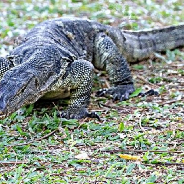 東南アジアから南アジアの熱帯域に生息する「ミズオオトカゲ」 ※画像はイメージです（dhayes:stock.adobe.com）