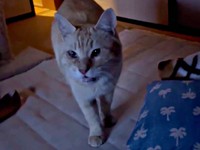 保護後、しばらく落ち着かない状態が続いたチャトランくん（画像提供：えみちゃんさん）