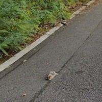 「何か転がっている」と近づいてみると…（小野華さん提供、Instagramよりキャプチャ撮影）