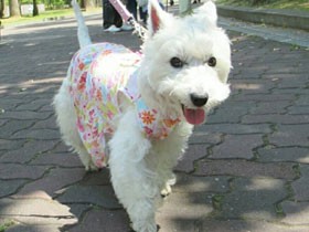 クイズを解きながらお散歩、楽しいね　ウエスティの「メイ」