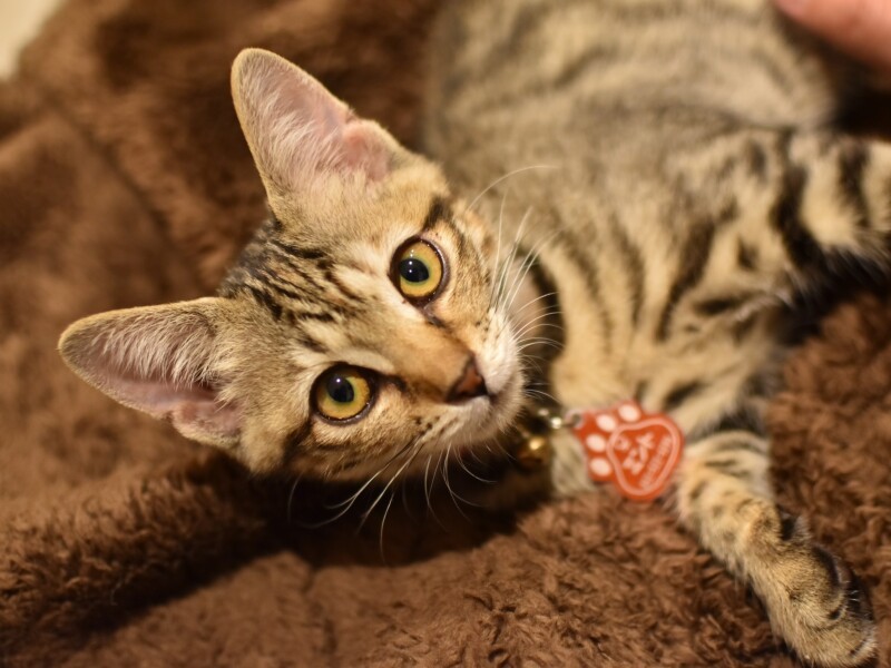 新入りのミントちゃん（三上佑介さん提供）