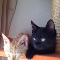 お家に迎えられたばかりのミカエルくん（左）とソロモンくん（右）。奈良県から大阪市までやってきました