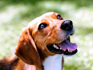 栄養不足、安楽死…実験用ビーグル犬4千匹弱、劣悪環境で飼育　救出された犬たちの今