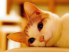 ２０１８アイドル級で賞　遊び盛りの猫「あんず」