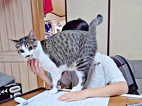 お兄ちゃん大好き！ お顔スリスリするたいちょうくん（画像提供：井上 えりさん）