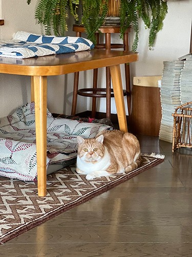 こまおの活動範囲はわりと低め。ソファやテーブルの下にいることが多いとか（鈴木さん提供）