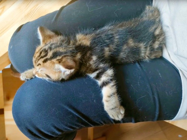 膝上で安心して眠るちびすけくん（画像提供：あるくきくらげさん）