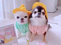 仲良し兄妹（左から）うにちゃん、えびちゃん（画像提供：うにちゃん＆えびちゃん）