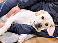 お父さん大好き！ 腕の中でゴロンと寝そべるテリーくん（画像提供：テリー ラブラドールさん）