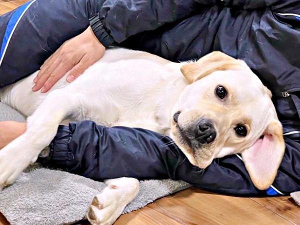 お父さん大好き！ 腕の中でゴロンと寝そべるテリーくん（画像提供：テリー ラブラドールさん）