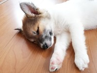 子犬時代のサンちゃん。すやすやと眠る姿がキュート（画像提供：保護犬サンちゃんさん）