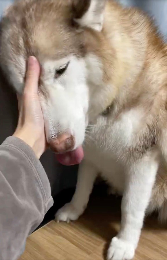 愛犬が悲鳴をあげながら何度も嘔吐…「もしやこれは⁉︎」（動画からキャプチャー／提供：ハマジさん）