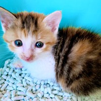 子猫時代、トイレの中でちょこんと座るサラちゃん（画像提供：にゃさん）