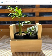 かまぼこ板で作ったプランター（「鈴廣かまぼこ博物館」公式インスタグラムから）