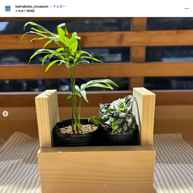 かまぼこ板で作ったプランター（「鈴廣かまぼこ博物館」公式インスタグラムから）