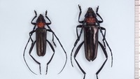 特定外来生物・クビアカツヤカミキリの被害が岡山県で初めて確認