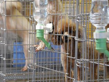 犬の大量遺棄事件から考える　生体小売業というビジネス