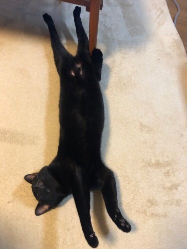 芸術的な飛び込み姿勢のようなヤソ次郎くん（ヤソパリママさん提供）