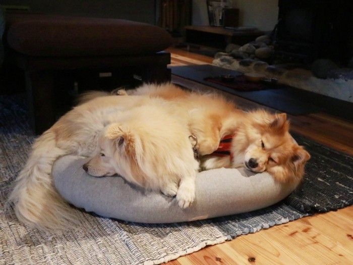 旅先で爆睡する大福