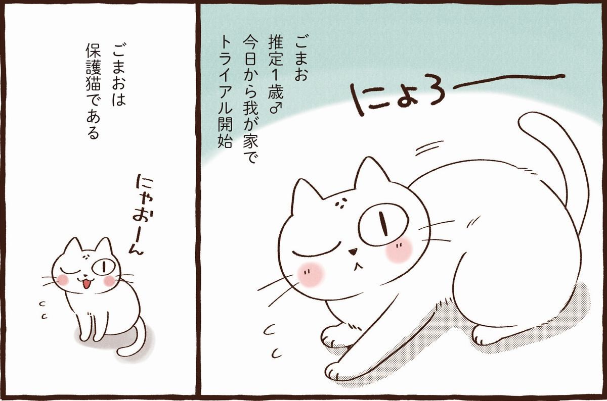 保護猫の迎え方 マンガで解説 リアルな悩みにも答える入門書 犬 猫との幸せな暮らしのためのペット情報サイト Sippo