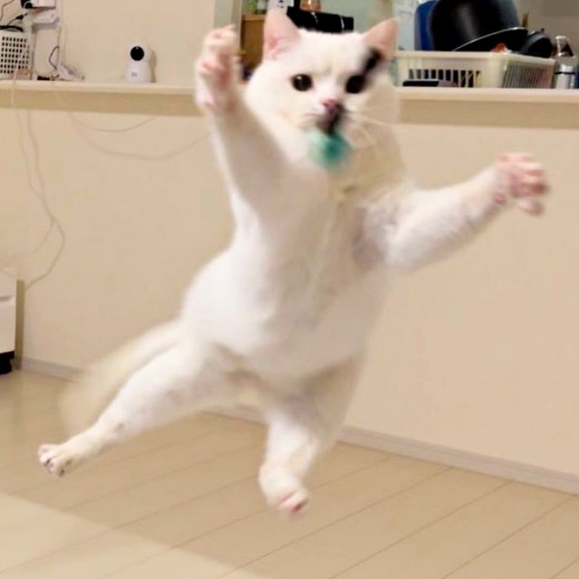 おもちゃど遊ぶしらたまくん。見事なジャンプです（画像提供：月としらたまさん）