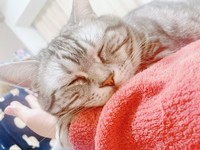 スピカくんが大好きだった、手のひら枕