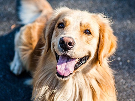 あなどれない歯の病気 子犬、子猫のうちに歯磨き習慣を