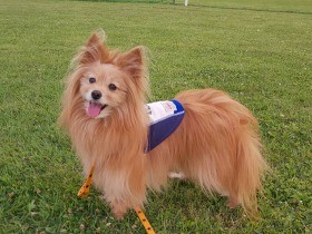 お手、かけっこ、リレーで１位獲得　勝負事に強いポメプー「ルフィ」