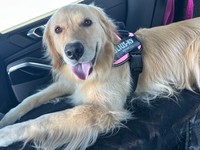 怪我や病気で「輸血」が必要な他のわんちゃんたちのため、「供血犬」のボランティアに協力しているそらちゃん。先日も小さなわんちゃんのために「供血」をがんばったそう（画像提供：そら ゴールデンレトリーバーさん）