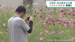 秋の訪れを告げるコスモスが見頃　宮城・大崎市の松山御本丸公園