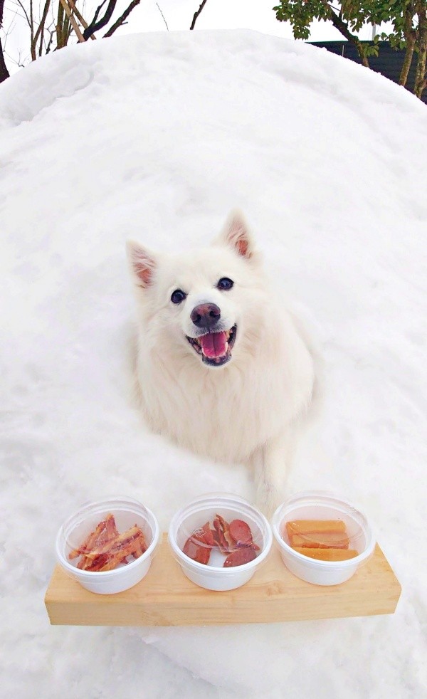 かまくらの前でおやつタイムを楽しむ楽くん（画像提供：くーさんママさん）