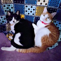 ぴったりくっ付いてくつろぐ（左から）篤くん、美晴ちゃん（画像提供：Atsusi_Miharuさん）