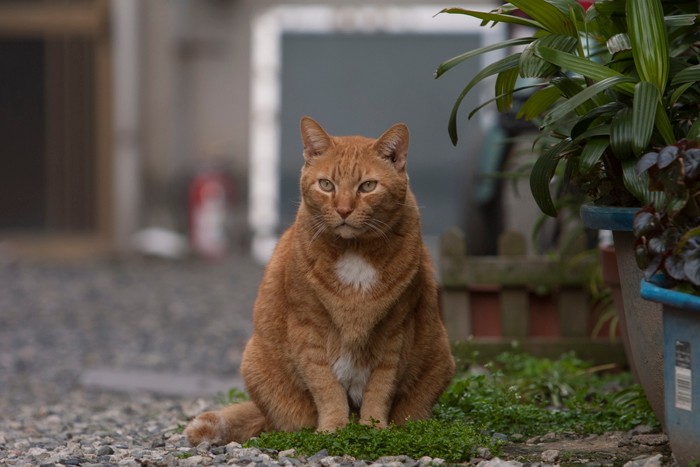 長屋街に住んでいた大きな茶トラ「のらのいる風景」（撮影　佐々木まこと）
